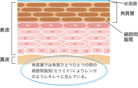 角質層では角質ひとつひとつの間の細胞間脂質（セラミド）によりレンガのようにキレイに並んでいる。